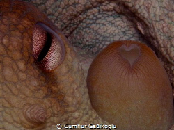 Octopus vulgaris
FEELING by Cumhur Gedikoglu 